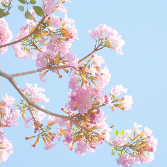 Chanel quilted lambskin zip around coin pouch - Picture 8 of 9